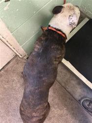 Shelter Stray Male Dog last seen DEL PASO BLVD & LOS ROBLES BLVD, 2127 Front St, Sacramento, CA 95818, USA