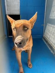 Shelter Stray Male Dog last seen Near BLK PERSHING ST, BAKERSFIELD, CA, 201 S Mt Vernon Ave, Bakersfield, CA 93307, USA