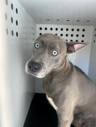 Shelter Stray Male Dog last seen Near BLK CALIFORNIA AVE, BAKERSFIELD, CA, 201 S Mt Vernon Ave, Bakersfield, CA 93307, USA