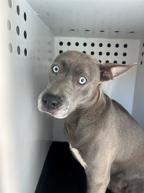 Shelter Stray Male Dog last seen Near BLK CALIFORNIA AVE, BAKERSFIELD, CA, 201 S Mt Vernon Ave, Bakersfield, CA 93307, USA