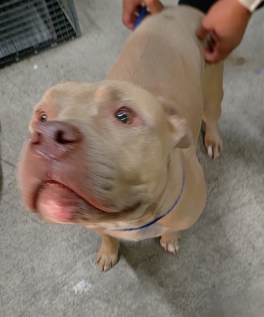 Shelter Stray Male Dog last seen Near BLOCK JAMAICA DR, MIRAMAR FL 33023, 2400 SW 42nd St, Fort Lauderdale, FL 33312, USA