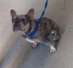 Shelter Stray Female Dog last seen FAXXON/HOLLWAY, 1419 Bryant St, San Francisco, CA 94103, USA