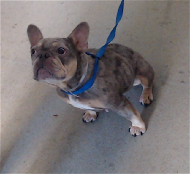 Shelter Stray Female Dog last seen FAXXON/HOLLWAY, 1419 Bryant St, San Francisco, CA 94103, USA