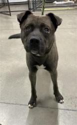 Shelter Stray Male Dog last seen Near BLOCK N ECHO AVE, FRESNO, CA 93704, 5277 E Airways Blvd, Fresno, CA 93727, USA