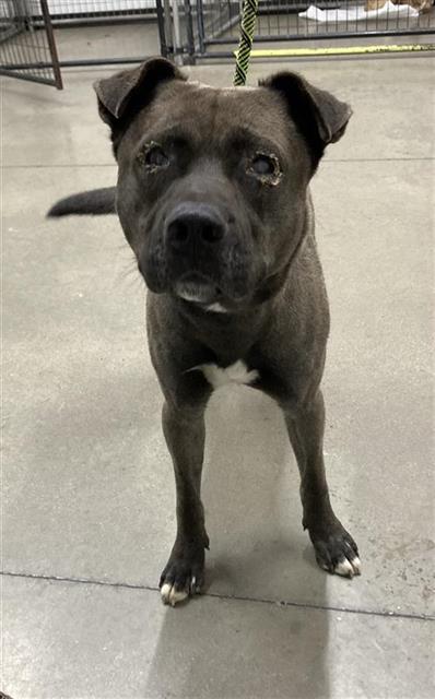 Shelter Stray Male Dog last seen Near BLOCK N ECHO AVE, FRESNO, CA 93704, 5277 E Airways Blvd, Fresno, CA 93727, USA