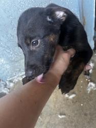 Shelter Stray Unknown Dog last seen Near BLK E 10TH ST, LB 90813, 7700 E Spring St, Long Beach, CA 90815, USA