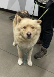 Shelter Stray Male Dog last seen Near BLOCK S CEDAR AVE, FRESNO CA 93725 2324, 5277 E Airways Blvd, Fresno, CA 93727, USA