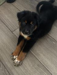 Shelter Stray Unknown Dog last seen Near BLK E 10TH ST, LB 90813, 7700 E Spring St, Long Beach, CA 90815, USA