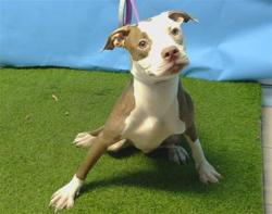Shelter Stray Female Dog last seen , 216 W Victoria St, Gardena, CA 90248, USA