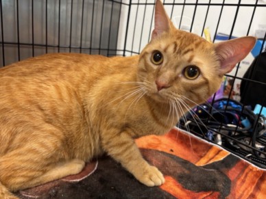 Shelter Stray Male Cat last seen , 14409 Vanowen St, Van Nuys, CA 91405, USA