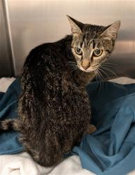 Shelter Stray Female Cat last seen Near BLOCK FAIRHILL LN, HEMET CITY, 581 S Grand Ave, San Jacinto, CA 92582, USA