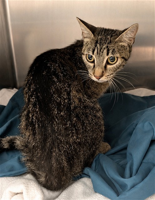 Shelter Stray Female Cat last seen Near BLOCK FAIRHILL LN, HEMET CITY, 581 S Grand Ave, San Jacinto, CA 92582, USA