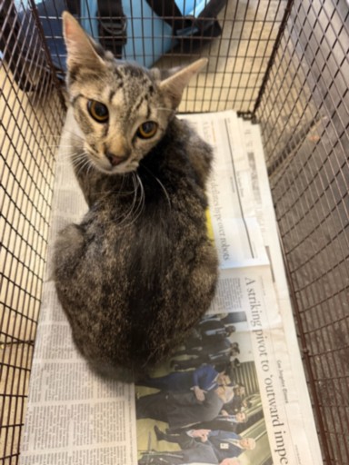 Shelter Stray Female Cat last seen , 14409 Vanowen St, Van Nuys, CA 91405, USA