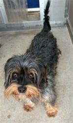 Shelter Stray Male Dog last seen Near BLOCK ISLETA, 3001 2nd St SW, Albuquerque, NM 87105, USA