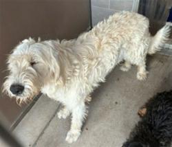 Shelter Stray Female Dog last seen Near BLOCK ISLETA, 3001 2nd St SW, Albuquerque, NM 87105, USA