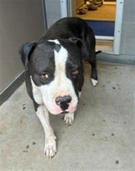 Shelter Stray Female Dog last seen HUBBEL HOUSE, 3001 2nd St SW, Albuquerque, NM 87105, USA