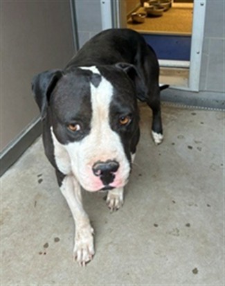 Shelter Stray Female Dog last seen HUBBEL HOUSE, 3001 2nd St SW, Albuquerque, NM 87105, USA