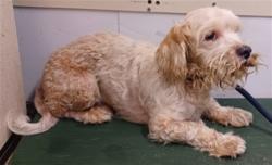Shelter Stray Male Dog last seen , 4275 Elton St, Baldwin Park, CA 91706, USA