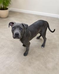 Shelter Stray Male Dog last seen , 38550 Sierra Hwy, Palmdale, CA 93550, USA