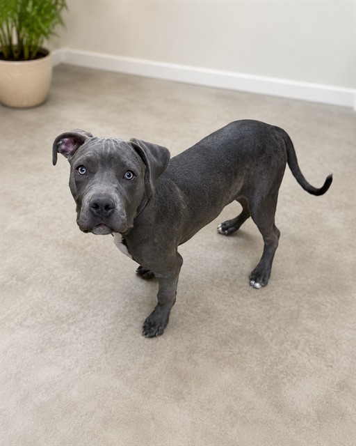 Shelter Stray Male Dog last seen , 38550 Sierra Hwy, Palmdale, CA 93550, USA