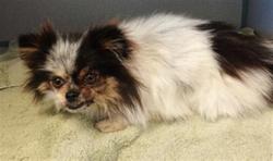 Shelter Stray Female Dog last seen , 600 Aviation Dr, Camarillo, CA 93010, USA