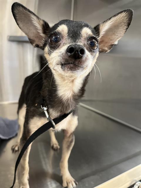 Shelter Stray Female Dog last seen N 2ND AVE & SD KOA, 130 Beyer Way, Chula Vista, CA 91911, USA