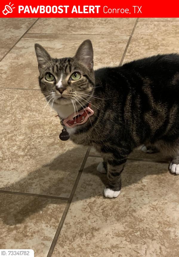 Lost Female Cat last seen Champions Ln and Panorama Dr, Conroe, TX 77304