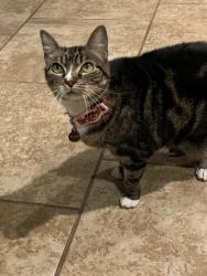 Lost Female Cat last seen Champions Ln and Panorama Dr, Conroe, TX 77304