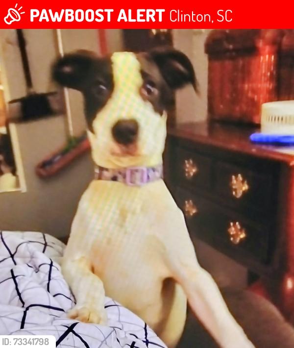 Lost Female Dog last seen Frances Street, Clinton, SC 29325