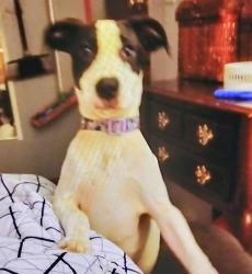 Lost Female Dog last seen Frances Street, Clinton, SC 29325