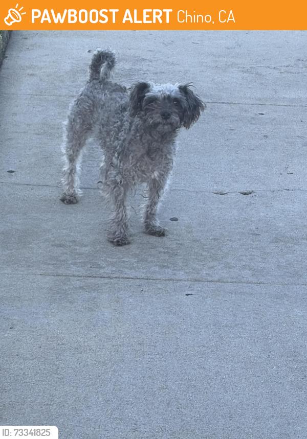 Found/Stray Unknown Dog last seen Riverside drive, Chino, CA 91710