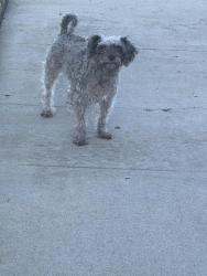 Found/Stray Unknown Dog last seen Riverside drive, Chino, CA 91710