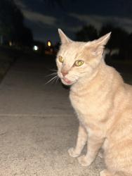 Lost Male Cat last seen Chapman, rufe snow, hightower, North Richland Hills, TX 76182