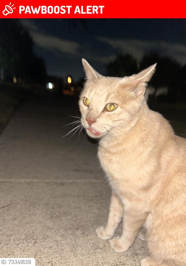 Lost Male Cat last seen Chapman, rufe snow, hightower, North Richland Hills, TX 76182