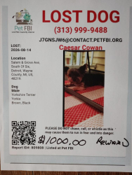 Lost Male Dog last seen Six Mile and Telegraph Detroit Michigan, Detroit, MI 48219