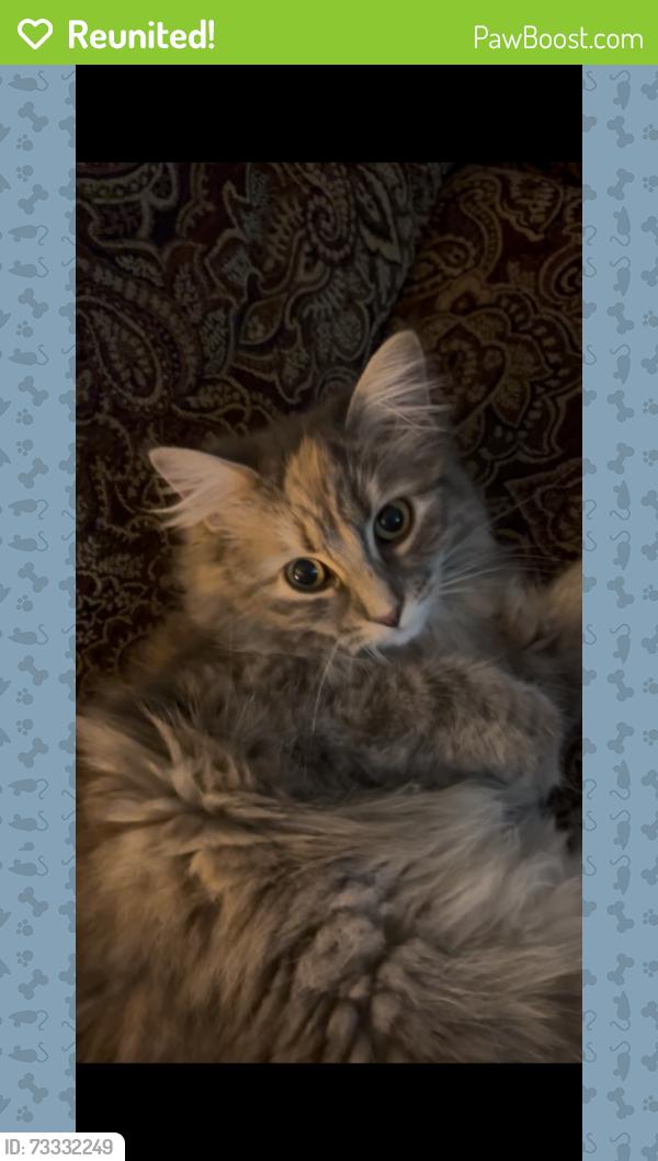 Reunited Female Cat last seen Frye’s Restaurant near Mill Street, Conway, NH 03813
