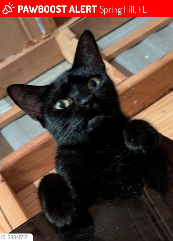 Lost Female Cat last seen Toucan Trail & Oakridge Drive, Spring Hill, FL 34606
