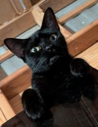 Lost Female Cat last seen Toucan Trail & Oakridge Drive, Spring Hill, FL 34606