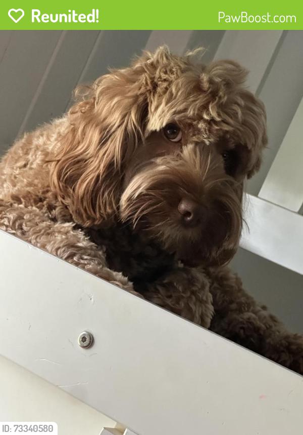 Reunited Male Dog last seen Near hacienda ln Lafayette la, Lafayette, LA 70508