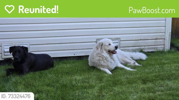 Reunited Unknown Dog last seen Harvest Ridge community, University Place, WA 98467