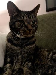 Lost Male Cat last seen Raccoon hill rd New rd, Salisbury, NH 03268