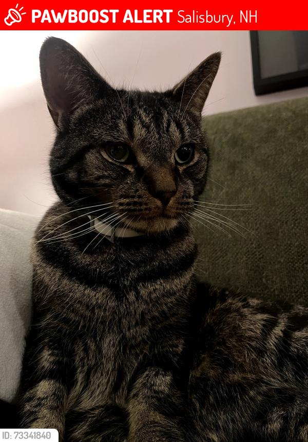 Lost Male Cat last seen Raccoon hill rd New rd, Salisbury, NH 03268