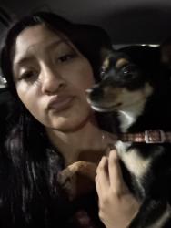 Reunited Female Dog last seen Brooks rd, Beaumont, TX 77713