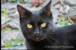 Lost Female Cat last seen Ridgeway Ave 5 blocks from Crescent Hotel, 5 blocks from Dairy Hollow, Eureka Springs Arkansas, Eureka Springs, AR 72632