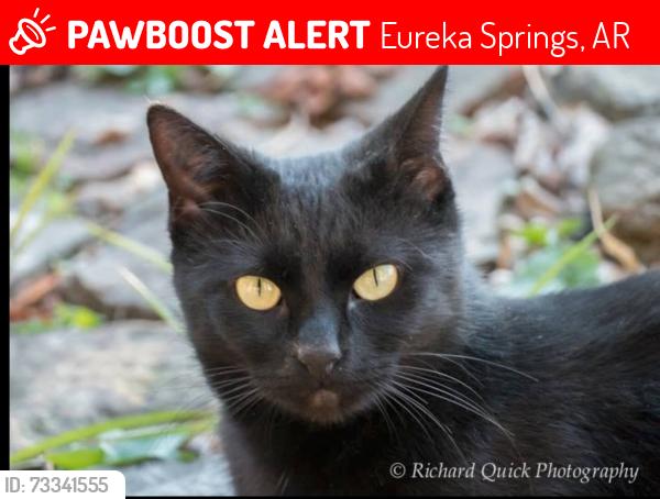 Lost Female Cat last seen Ridgeway Ave 5 blocks from Crescent Hotel, 5 blocks from Dairy Hollow, Eureka Springs Arkansas, Eureka Springs, AR 72632