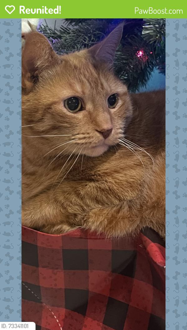 Reunited Male Cat last seen Belcher near Greenbriar, Clearwater, FL 33763