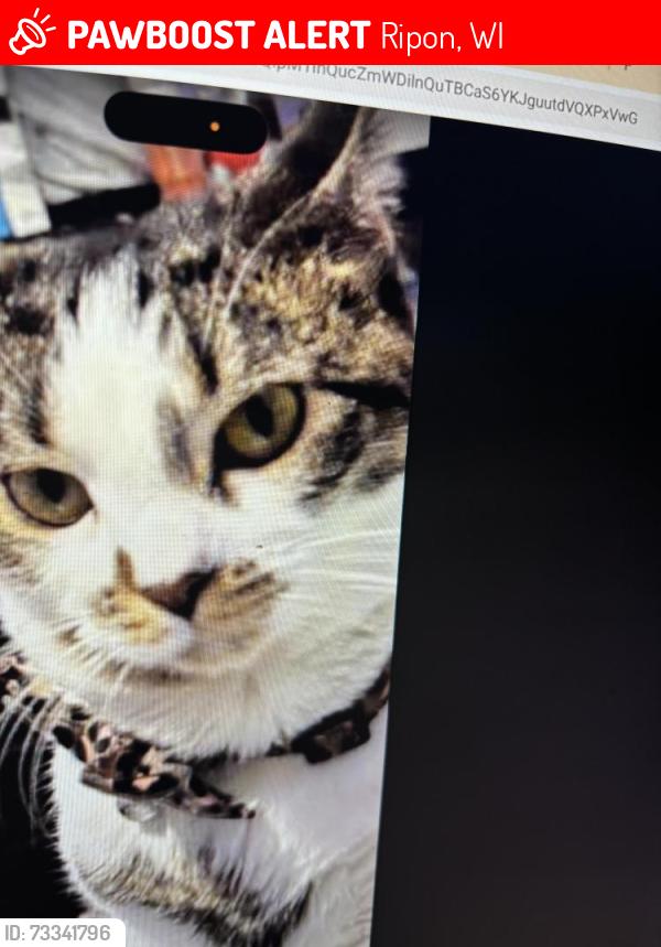 Lost Female Cat last seen By Kipp tripp, Ripon, WI 54971