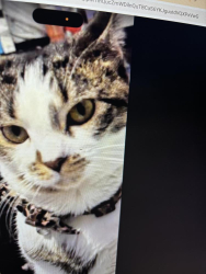 Lost Female Cat last seen By Kipp tripp, Ripon, WI 54971