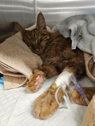 Reunited Male Cat last seen 8th and Fairmount, Philadelphia, PA 19123