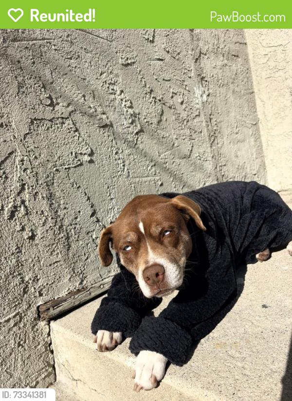 Reunited Female Dog last seen Nadeau & Morton, Los Angeles, CA 90001